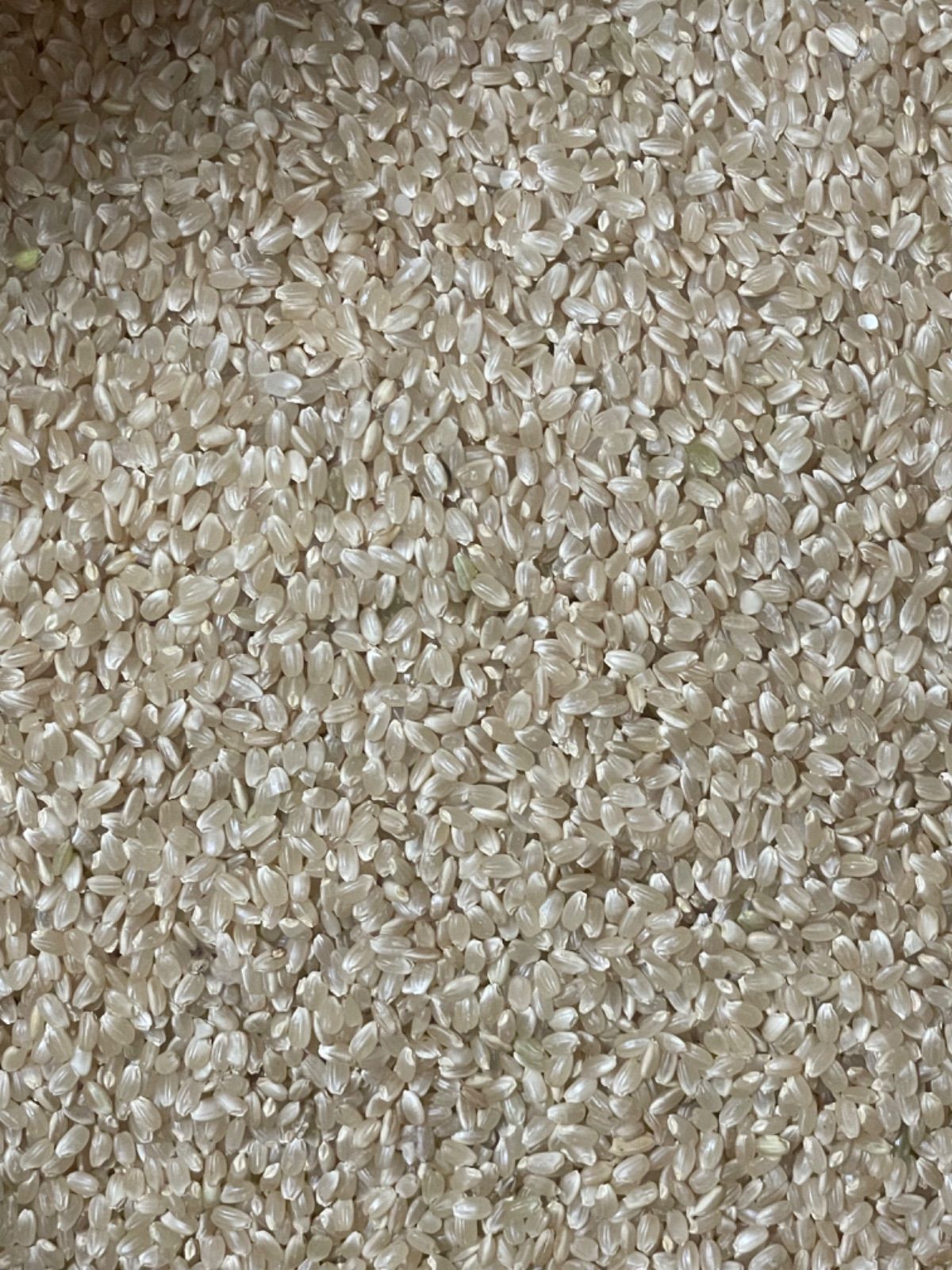 令和7年産 栃木県産コシヒカリ 玄米 25kg - メルカリ