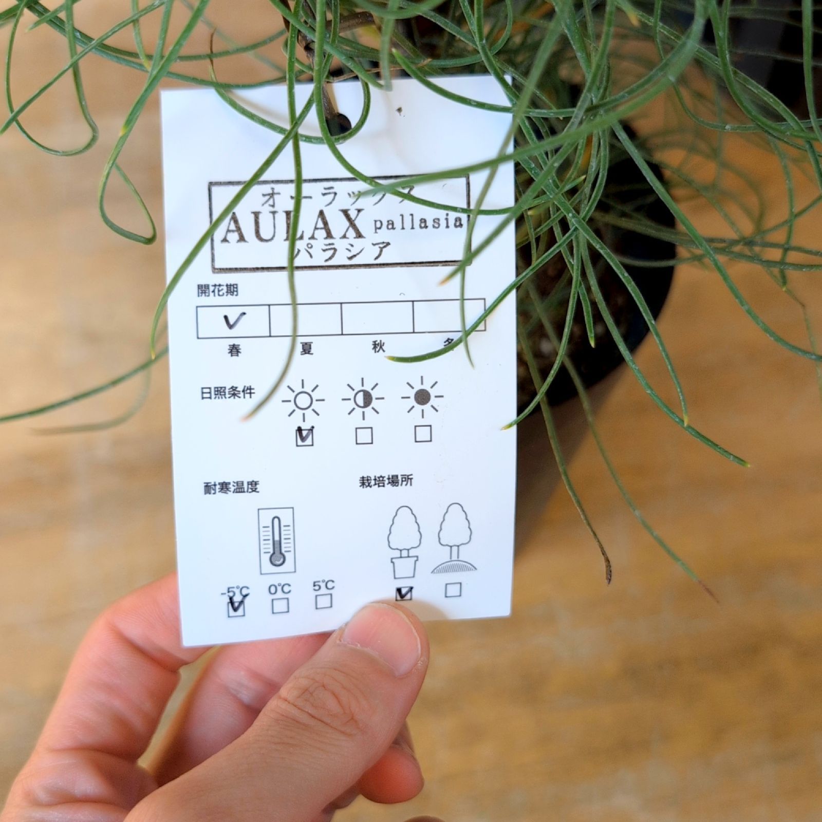 オーラックス ブロンズヘイズ 1鉢販売おまかせ 鉢のまま発送