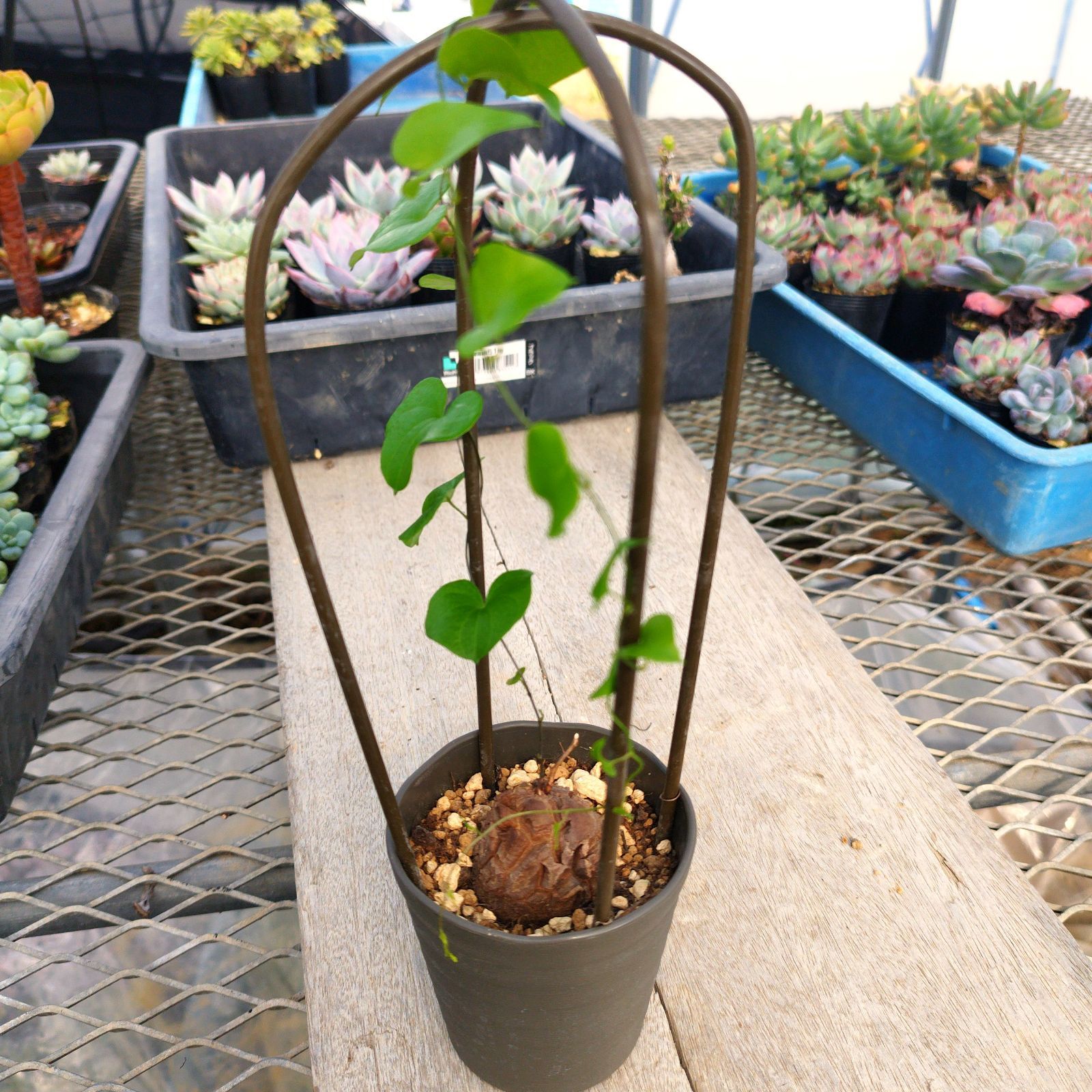 塊根植物 亀甲竜 実生抜き苗38株くらい 安心のメルカリ便