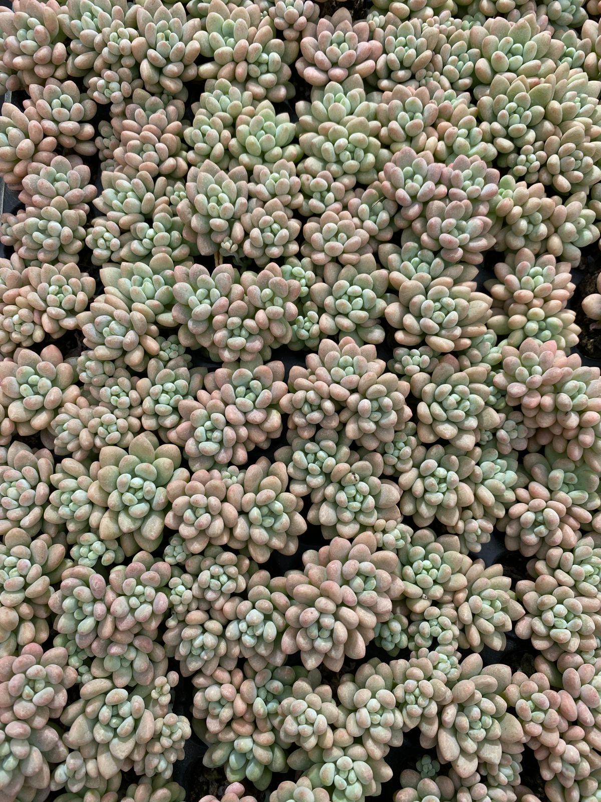 K*Z様 15種類セットK1062×105苗 土付き 詰め合わせ 多肉植物 エケ 15種類セットK1062×105苗 土付き 詰め合わせ 多肉植物