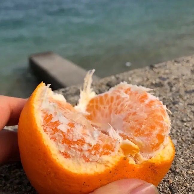 島育ち