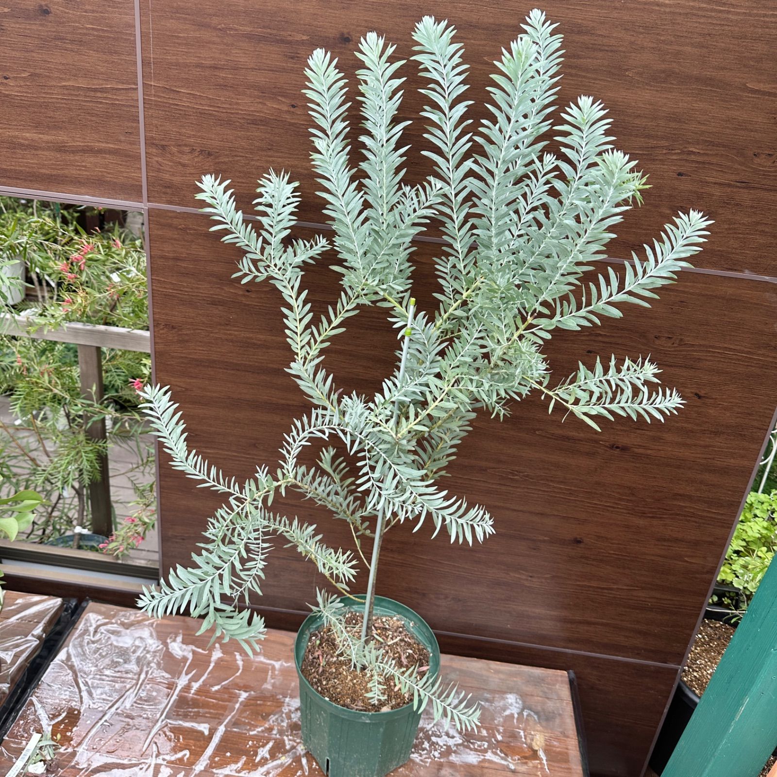 現品 ④ アカシア ブルーブッシュ 9号 オージープランツ 美株 シンボルツリー