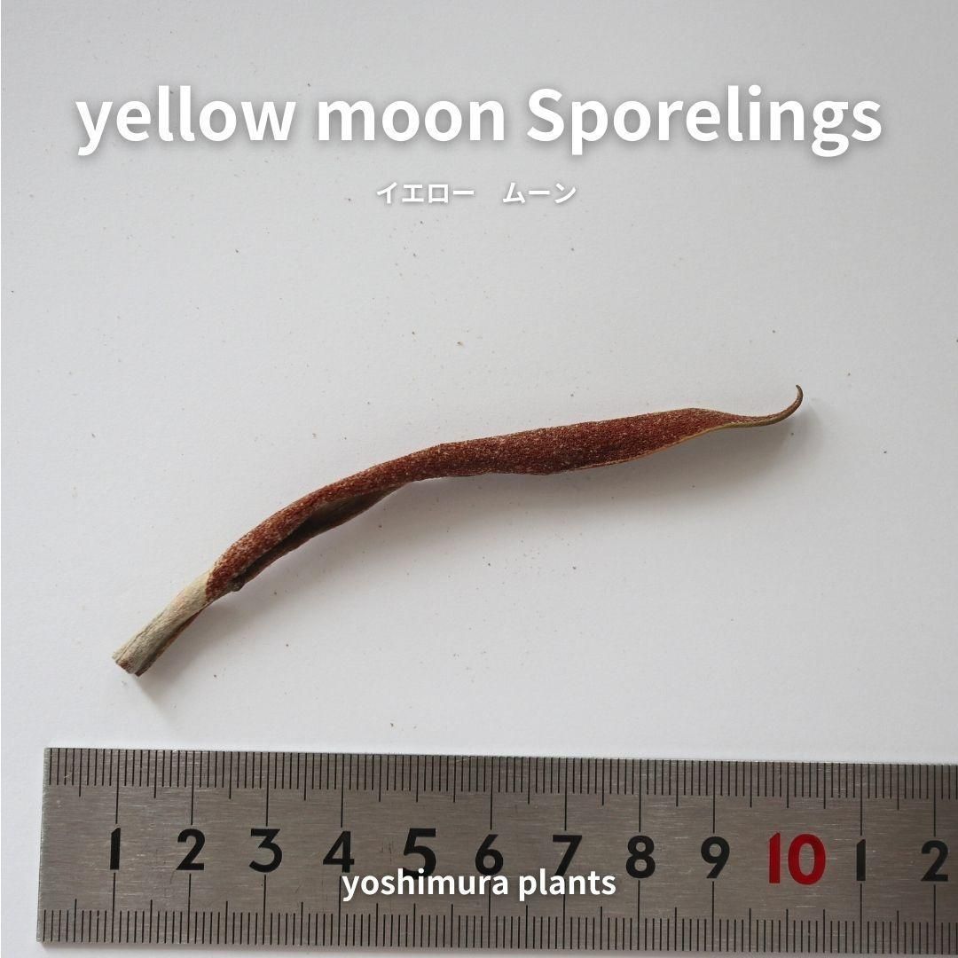 胞子4種セット 胞子4種セット ビカクシダ4種セット