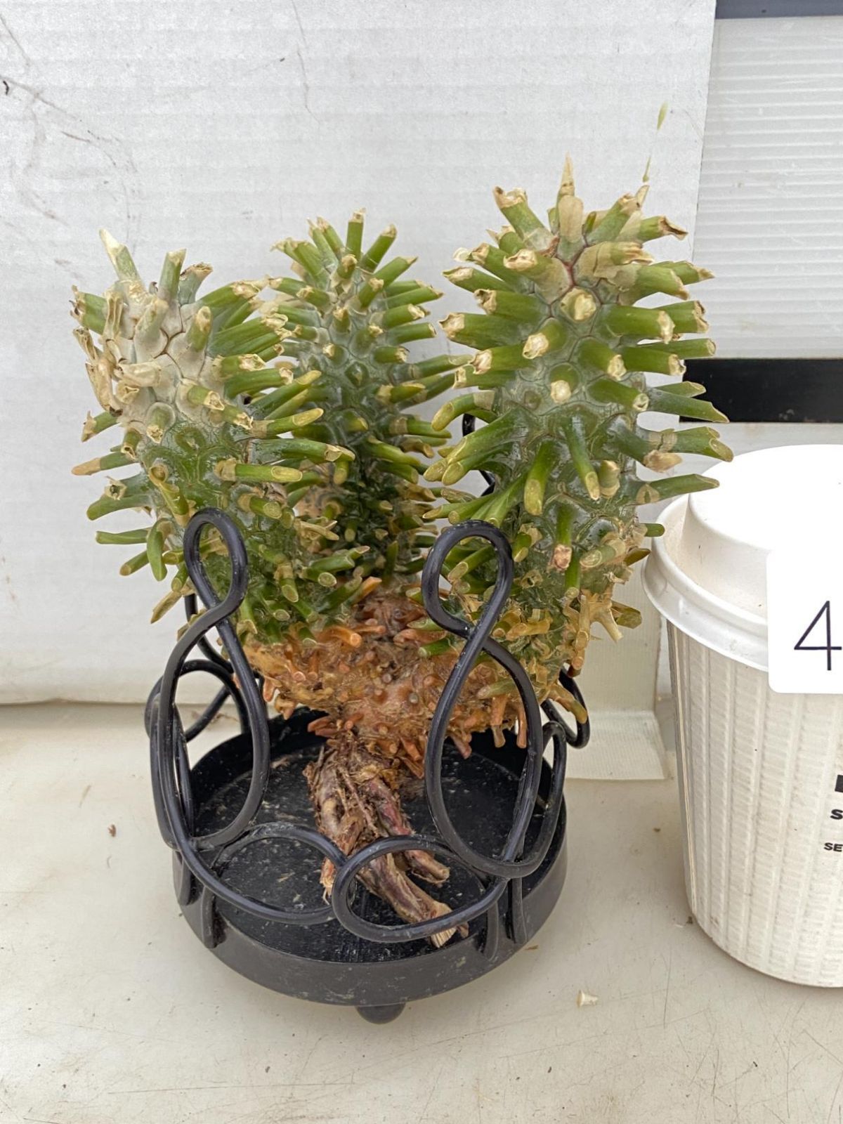 4333 「塊根植物」チレコドン ワリチー 抜き苗【最新到着・Tylecodon wallichii・多肉植物】 - メルカリ