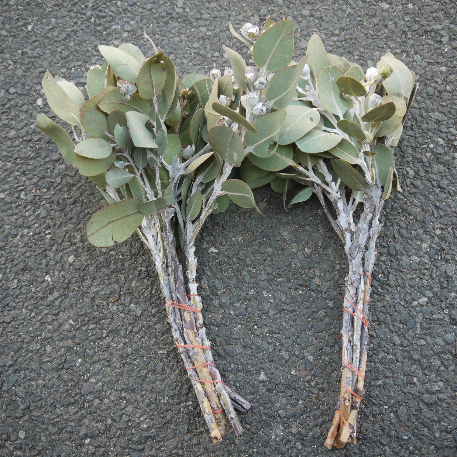 2.テトラゴナナッツ フレッシュ生花 ユーカリ 4.テトラゴナナッツ