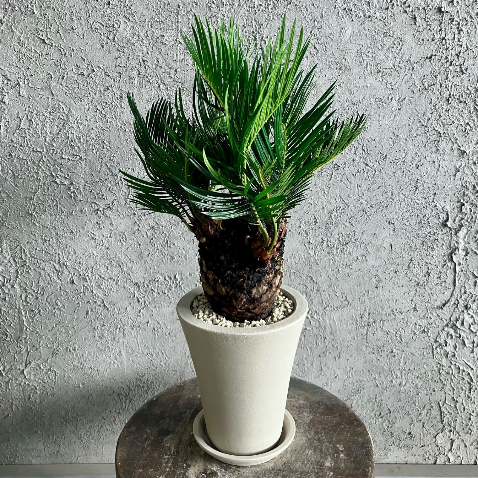 美形 根上がり モンステラ デリシオーサ 9号 テラコッタ鉢植え