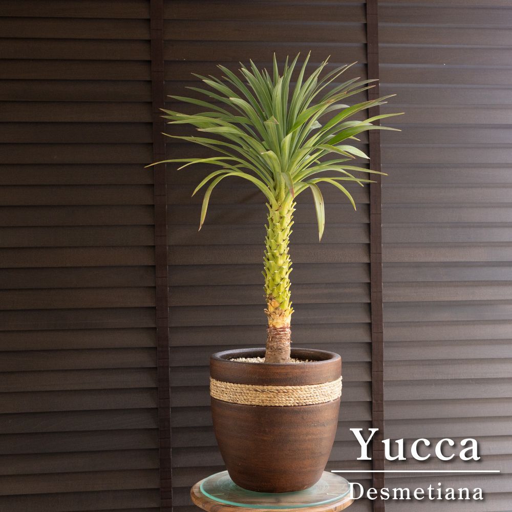 ユッカ・ロストラータ「サファイア・スカイズ」7号ポット | | ドライ