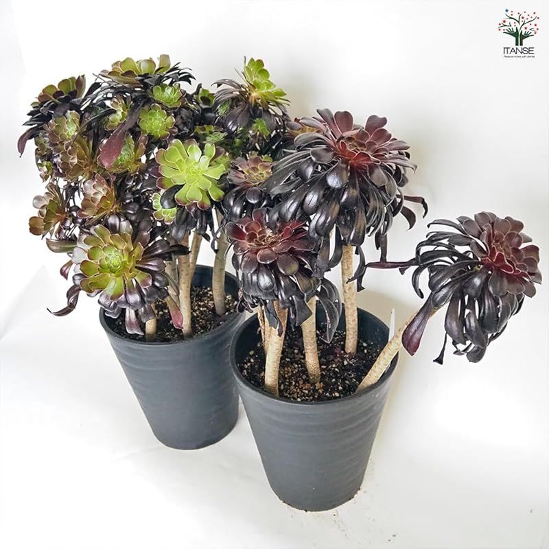 サンシモン●葉は光沢を持ち 黒紫色に色変わりする美しい品種