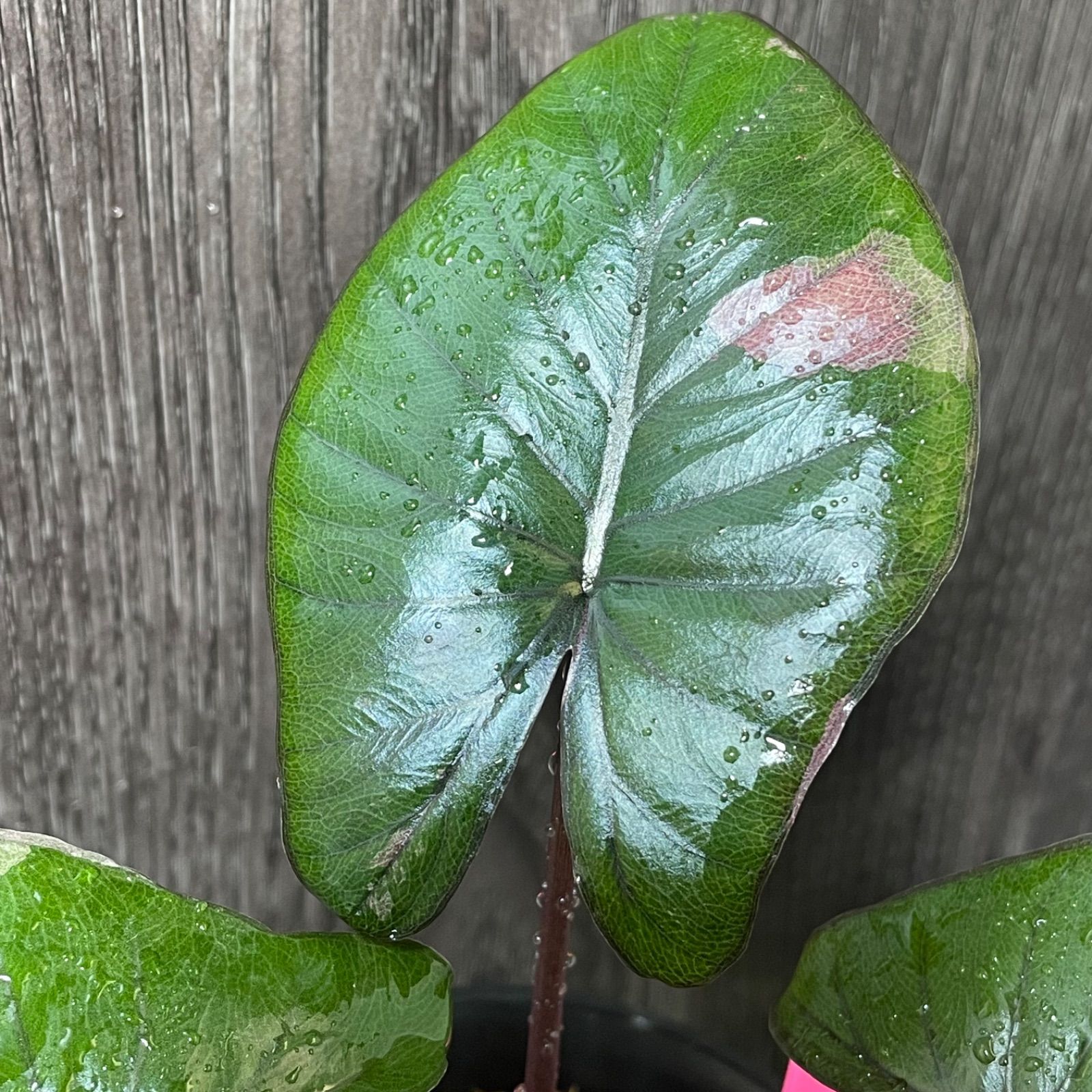 Alocasia serendipity pink variegated アロカシア セレンディピティ ピンク 斑入り - メルカリ