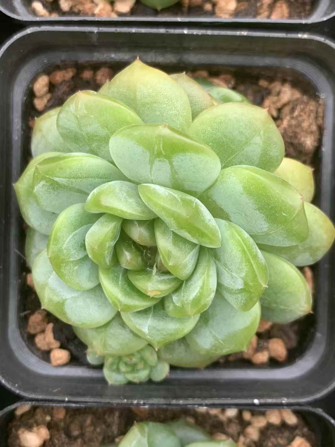 LX72×54 エックススイート 抜き苗 多肉植物 アエオニウム エケベリア 韓国苗