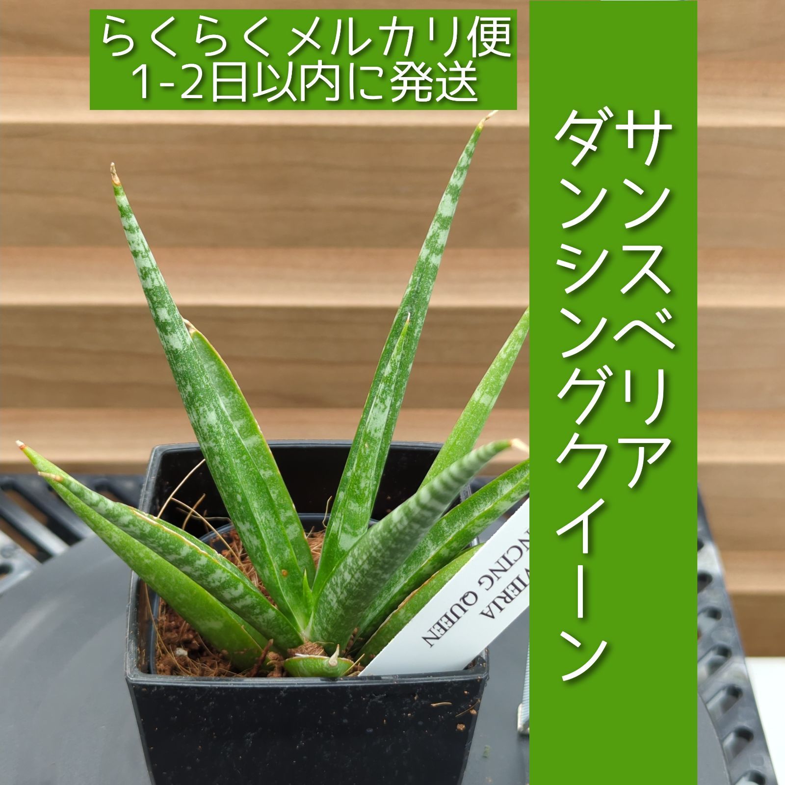ご*ん様 ③ 【極上SSS級】 サンスベリア　タワー　斑入り　インドネシア輸入株 Amazon.co.jp: 超 サンスベリア タワー ハイブリッド 斑入り