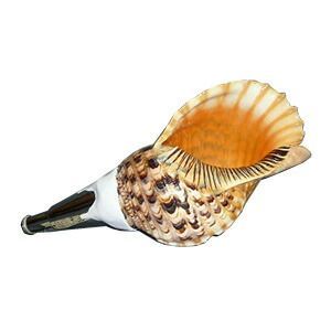 法螺貝 歌口付 サイズ35cm-37cm 天台タイプ