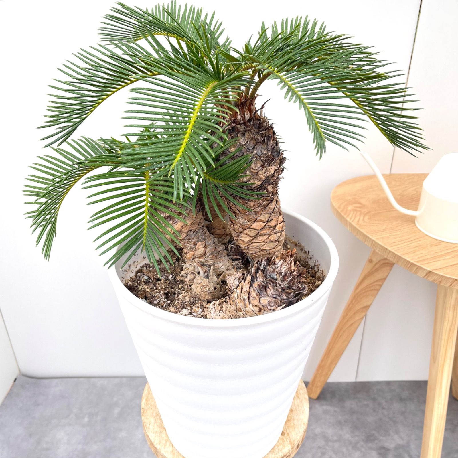 斑入りソテツ 10号 大型大株 品種レア 蘇鉄 地植え ガーデニング