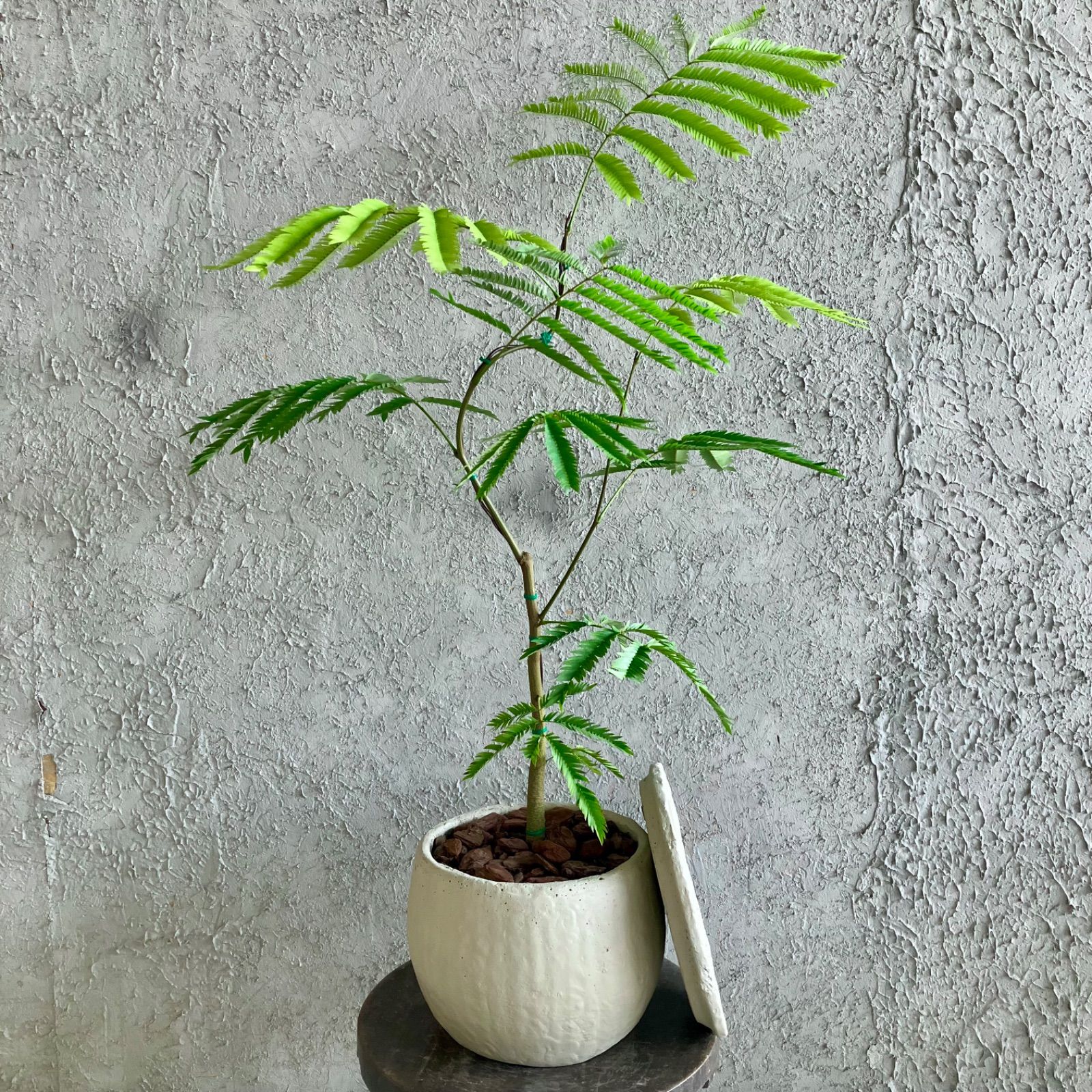 美形 エバーフレッシュ 7号 テラコッタ性鉢植え ストーンベージュ 受け皿付き