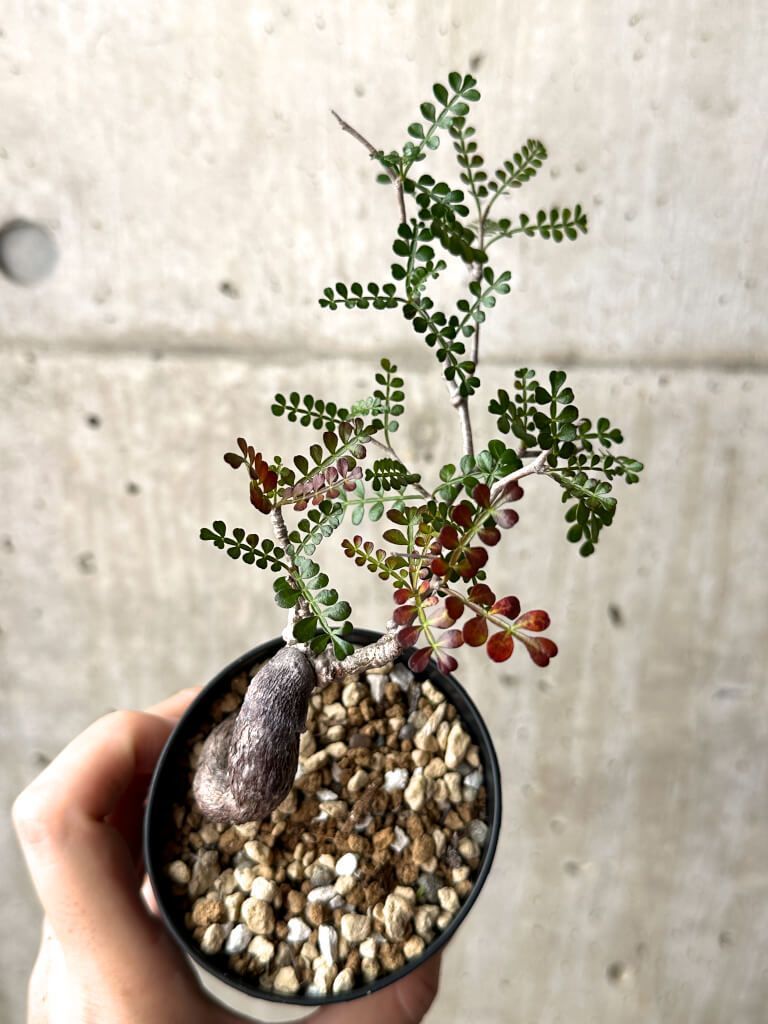 【圧巻の存在感】特大！オペルクリカリア パキプス 根挿し株 塊根植物 園芸ネット本店｜オペルクリカリア：パキプス（根挿し株）Mサイズ 2.5