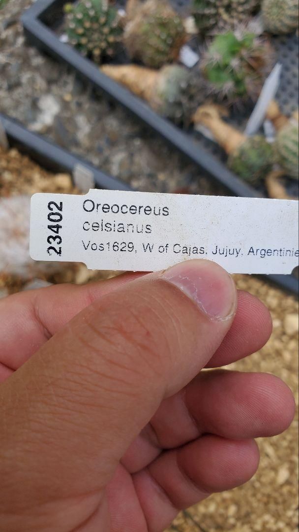 6種類2株ずつ 12苗セット