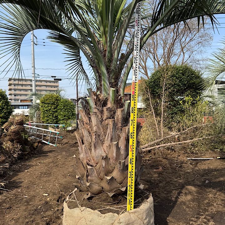 ココスヤシ
