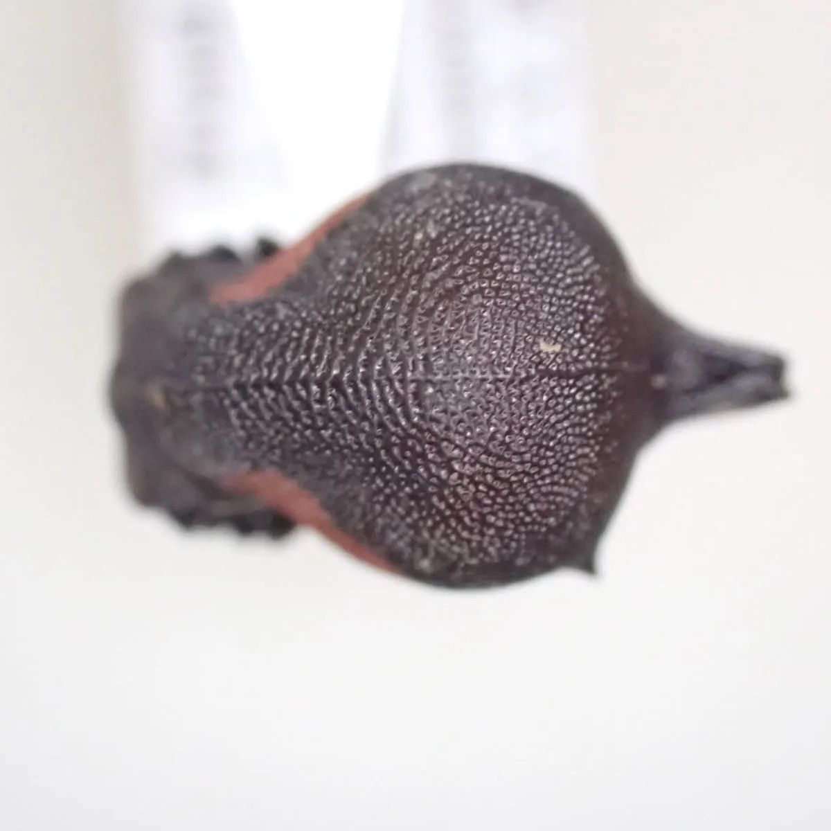 アカスジヘルメットツノゼミ Anchistrotus sp. - メルカリ