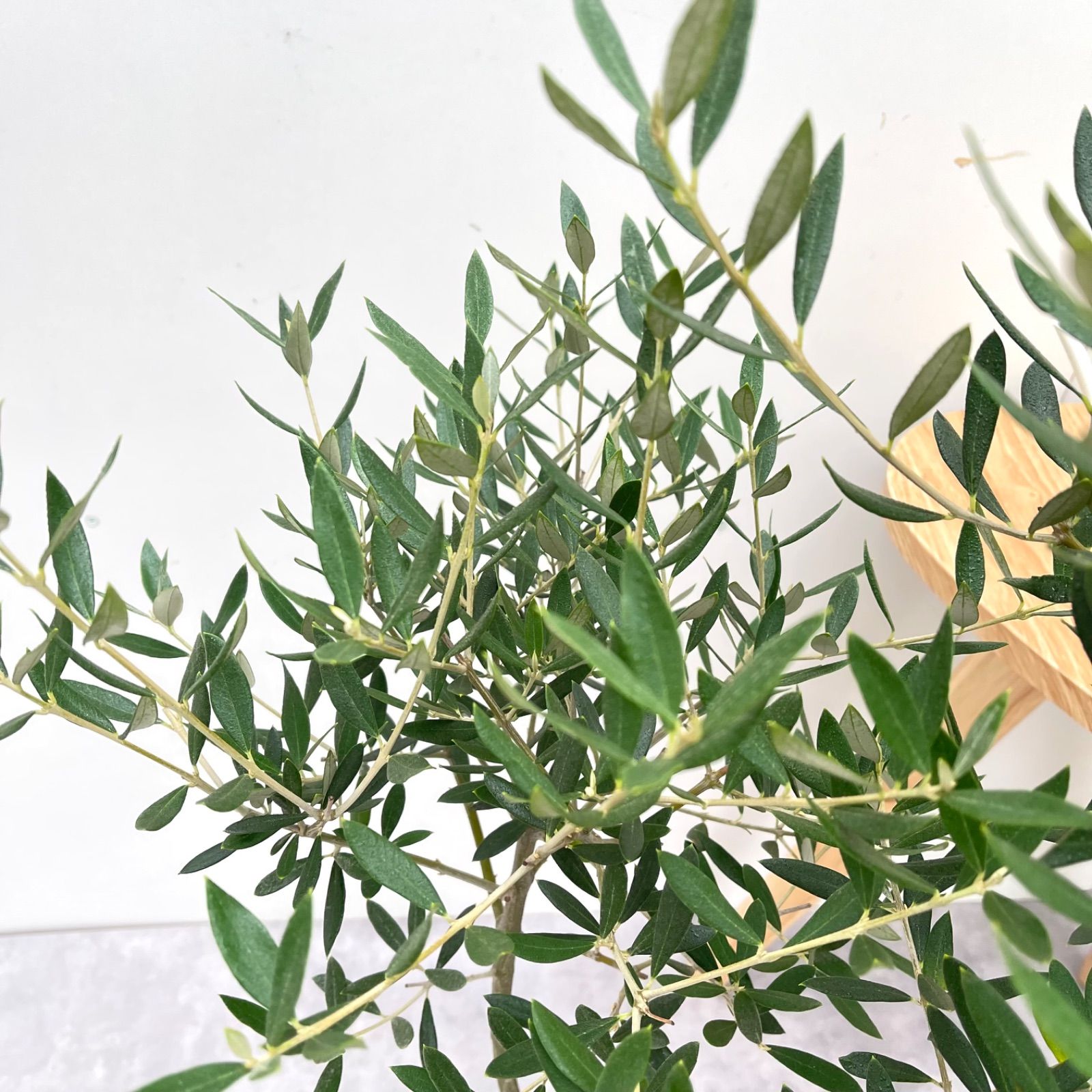 オリーブ　ピクアル　15【現品】観葉植物　庭木　創樹　SOUJU　7号 売約済※ オリーブ ピクアル 15【現品】観葉植物 庭木 創樹 SOUJU