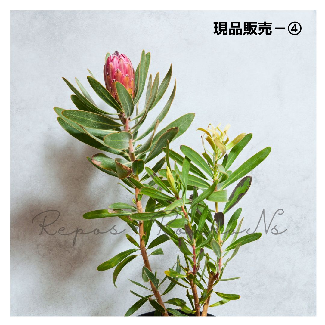 プロテア スペシャルピンクアイス 現品④ 6号 プロテア苗 ネイティブプランツ WWW_NOITHATQUANGTHANH_NET