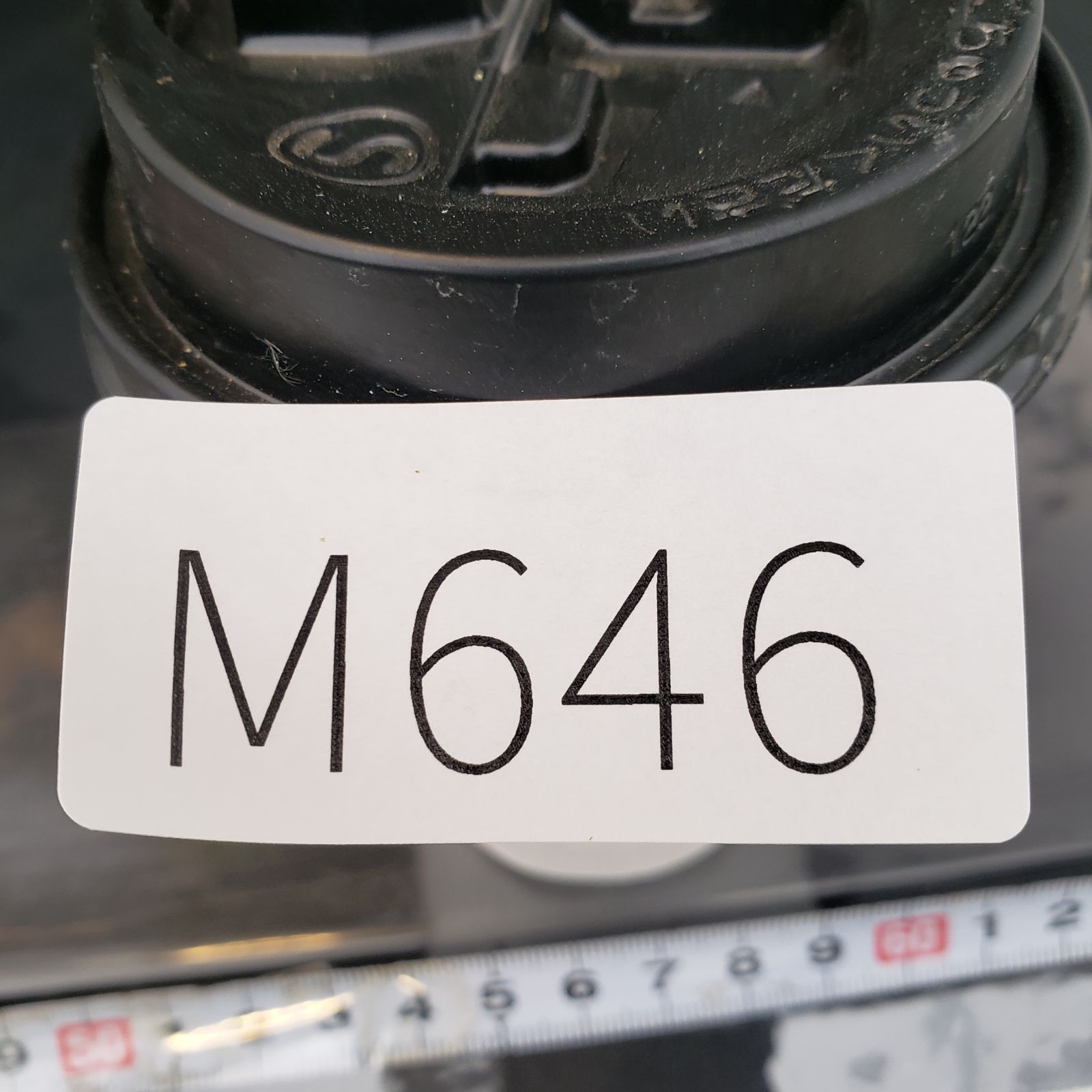 M646【自社養生株】パキポディウム イノピナツム（現地球・発