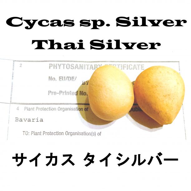 4月入荷 30粒 サイカスsᴘシルバー タイシルバー 植物検疫証明書あり