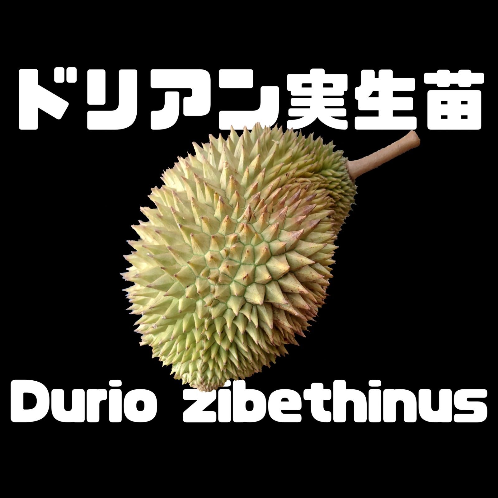 ドリアン苗Orange Durio Graveolens苗 DOG3 ドリアン苗Orange Durio