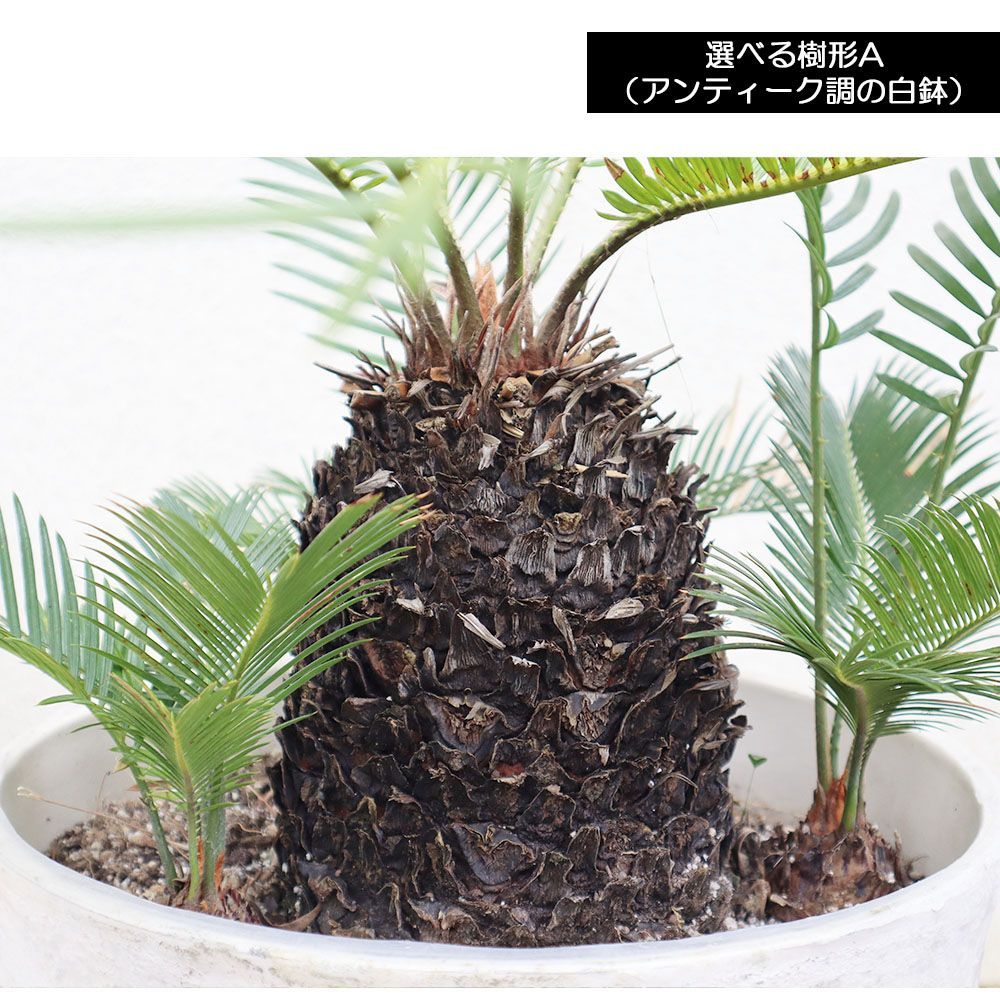 ソテツ 約1.1メートル 白鉢付き 現品 10号 ソテツ 【観葉植物 10号／1