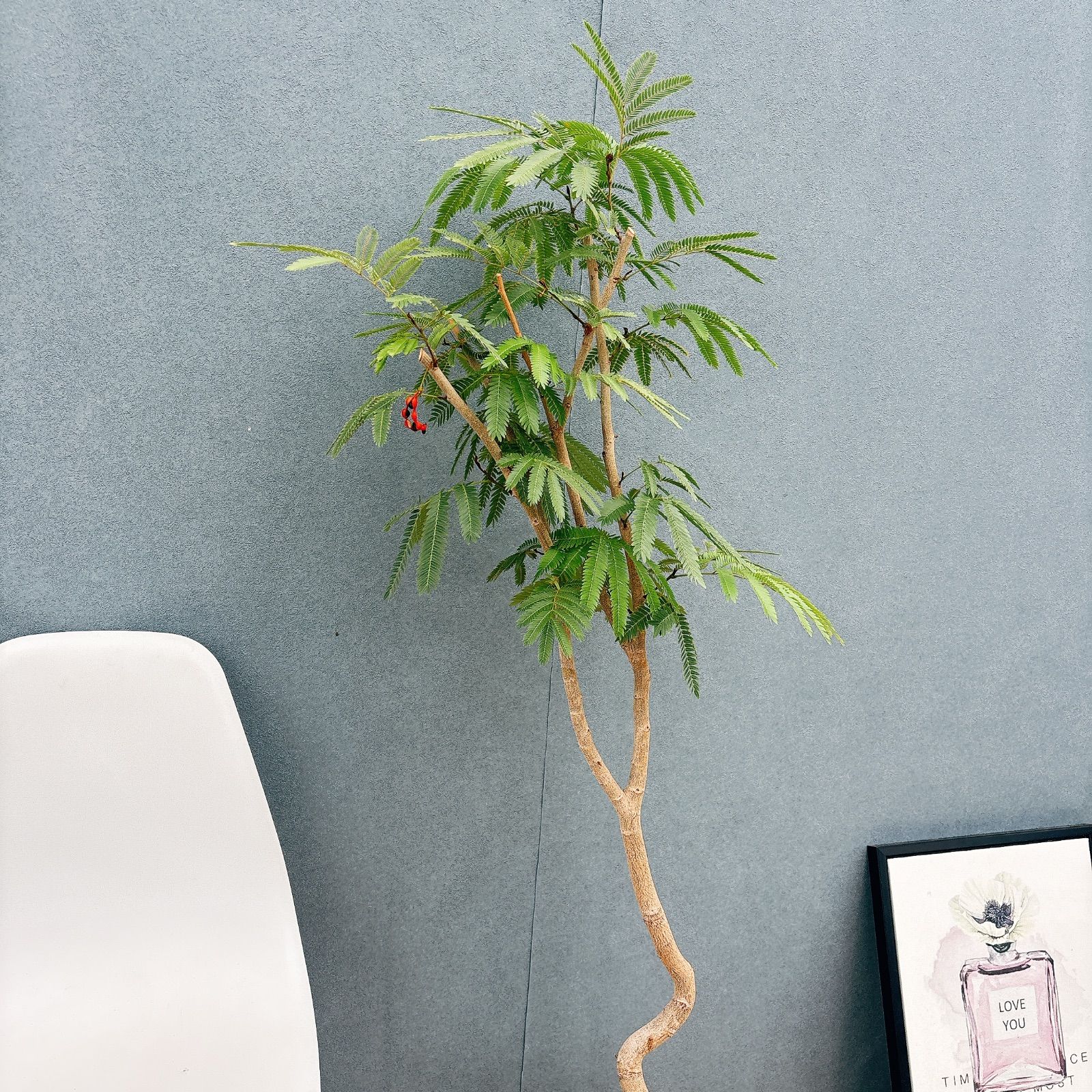 現品］10番 節約 エバーフレッシュ 曲がり 8号 観葉植物 室内 大型