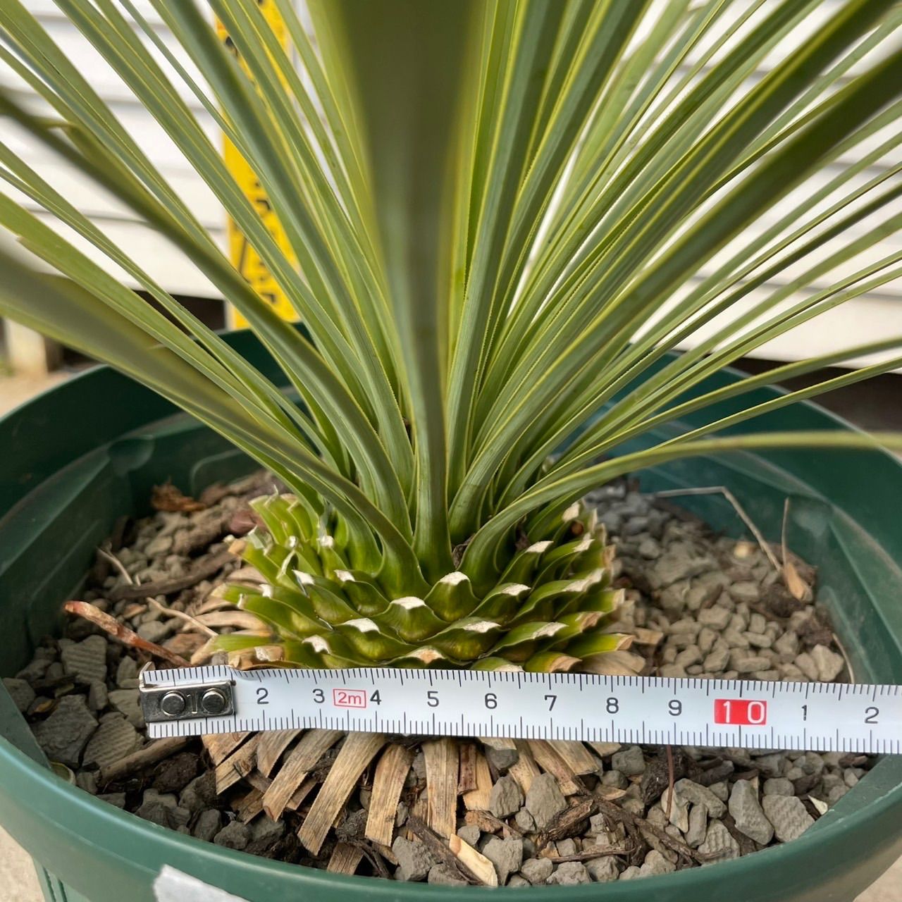 ユッカロストラータ　実生苗　抜き苗発送0827 ユッカロストラータ 実生苗 抜き苗発送A-1 ユッカロストラータ実生苗