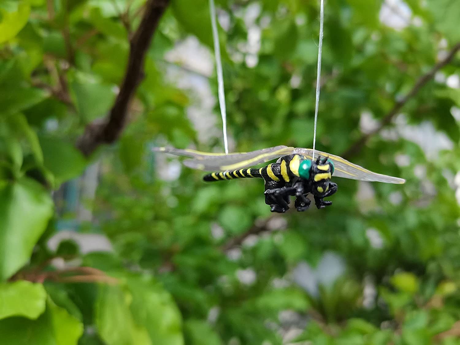 6cm級 3匹セット☆安全なピン付き オニヤンマ トンボ 昆虫 動物
