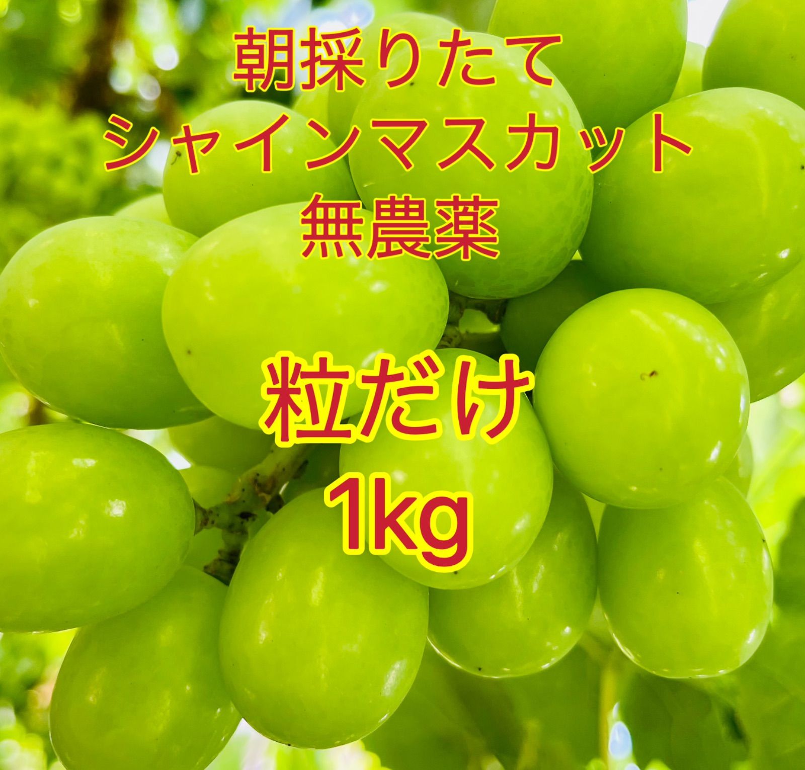 岡山県シャインマスカット無農薬粒だけ1kg家庭用シミが多い粒限定商品 