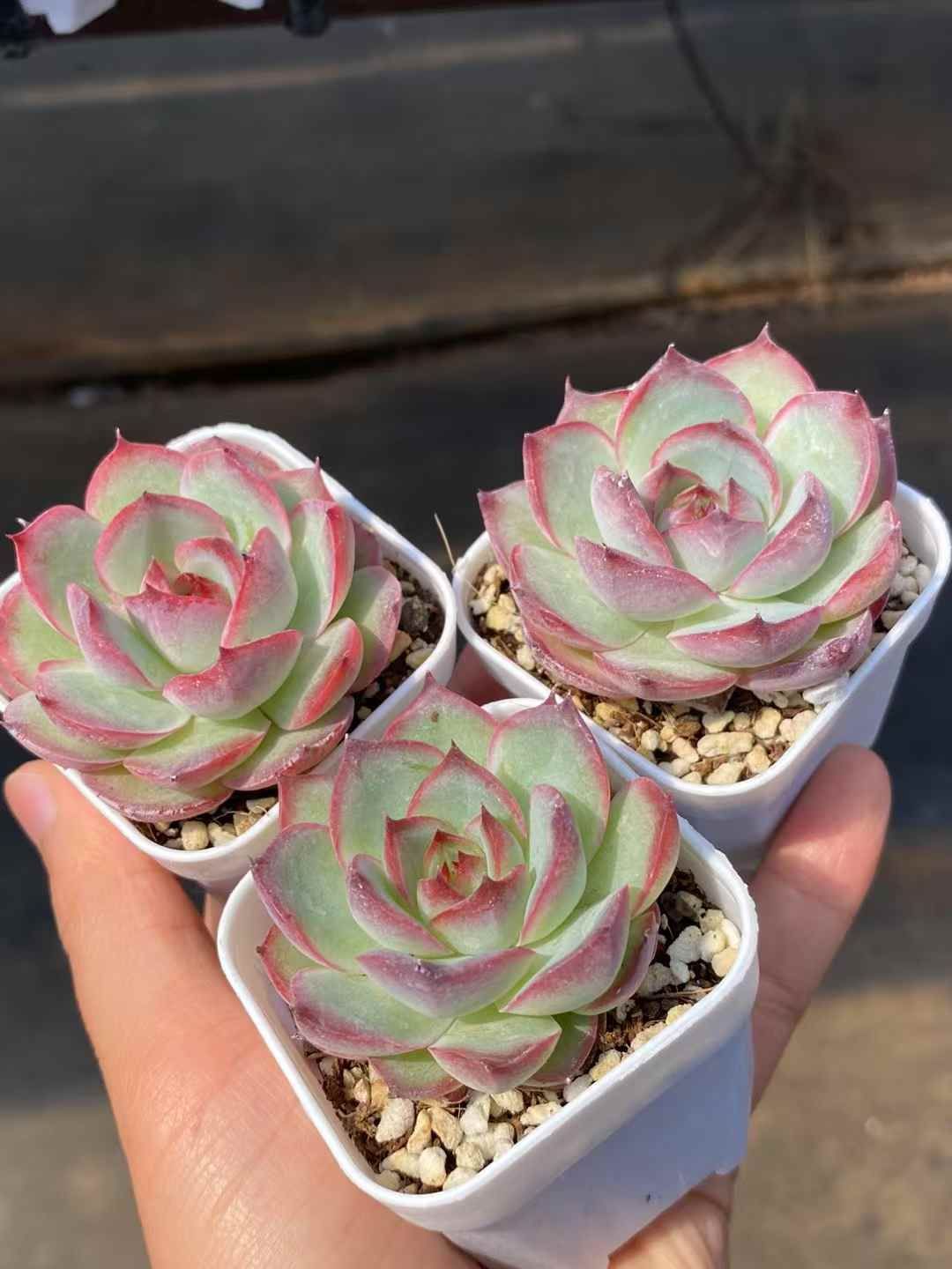 抜き苗 レッドエッジリンユイ MY320×48株 ふっくら 多肉植物 抜き苗 レッドエッジリンユイ MY320×48株 ふっくら 多肉植物