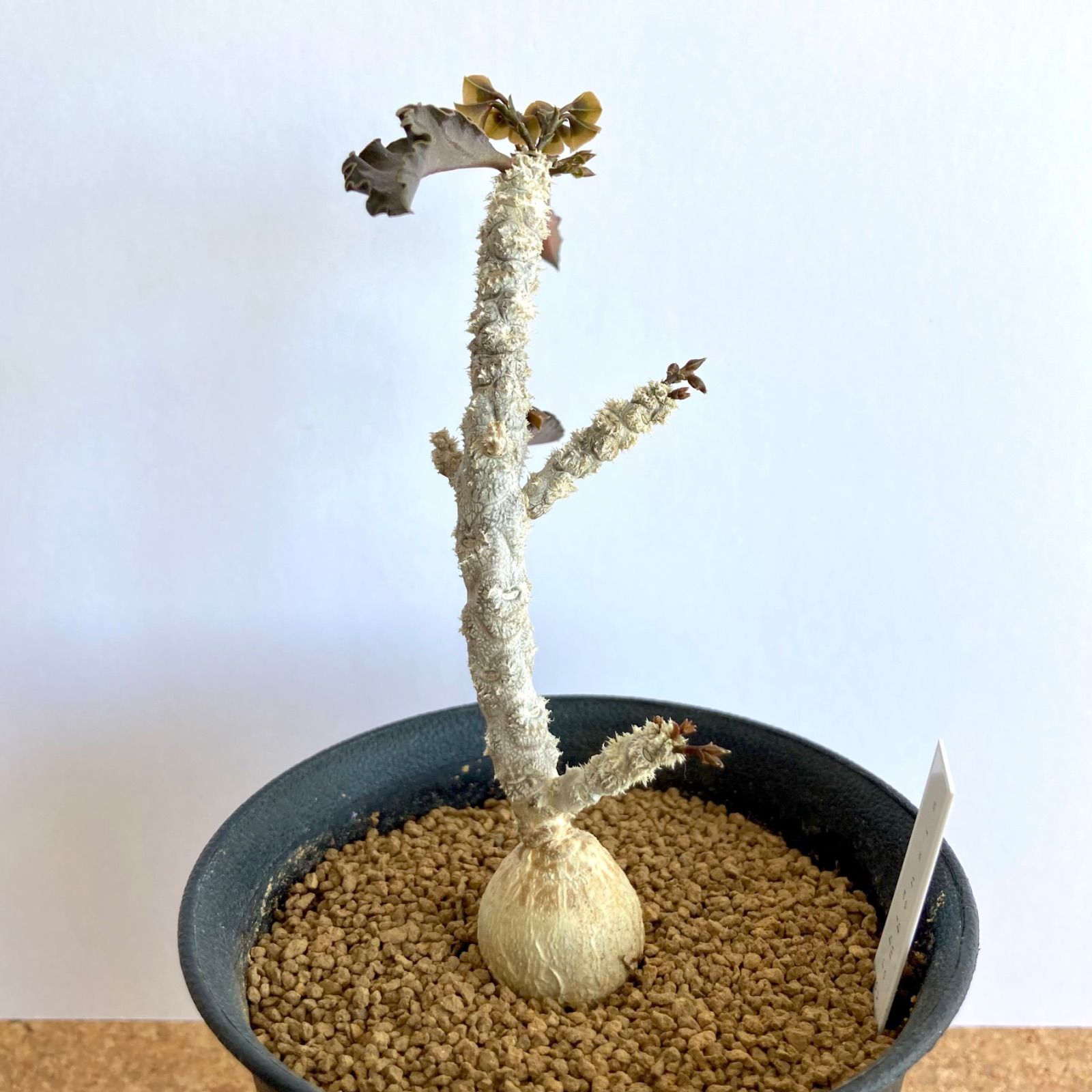 ユーフォルビア アンボボンベンシス / 多肉植物 塊根植物 ユーフォルビア アンボボンベンシス / 多肉植物 塊根植物