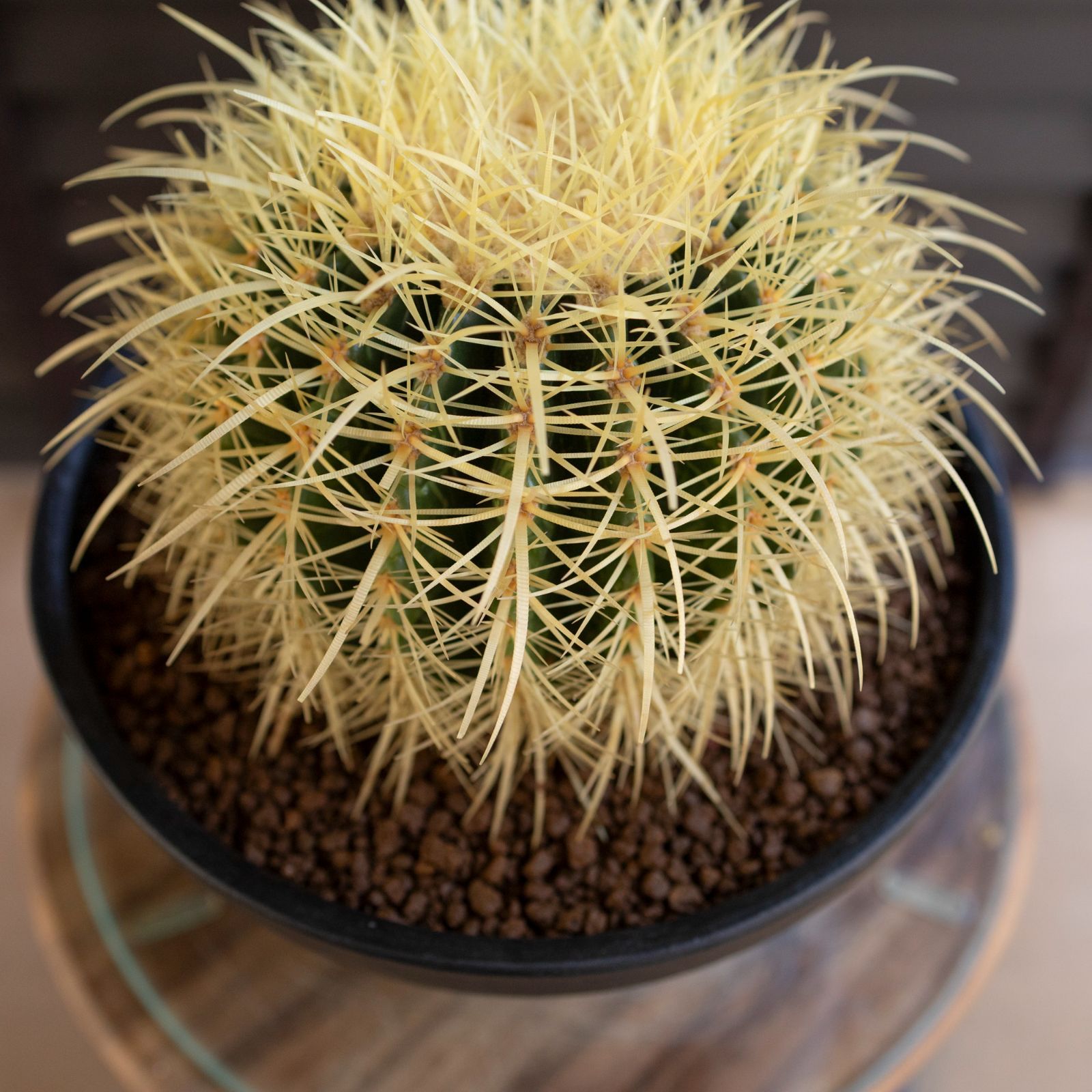 24cm 金鯱