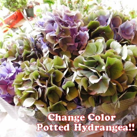 母の日 プレゼント 鉢植え 秋色あじさい系 あじさい ◆母の日ギフト 花鉢 あじさい ◆ブルー系おまかせ商品です　母の日期間限定ギフト