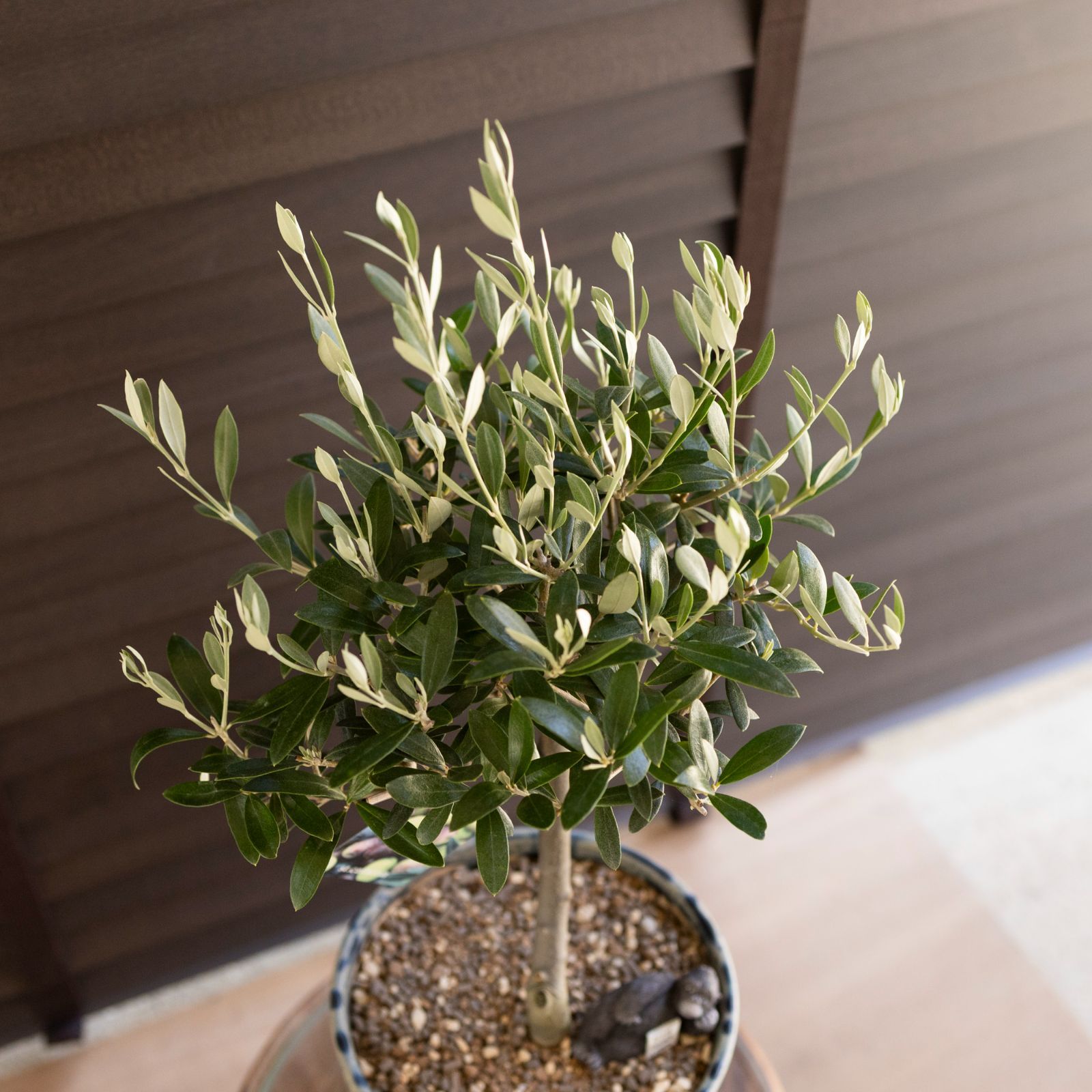 創樹 オリーブ Olive セントキャサリン 6号 陶器鉢 盆栽 SOUJU