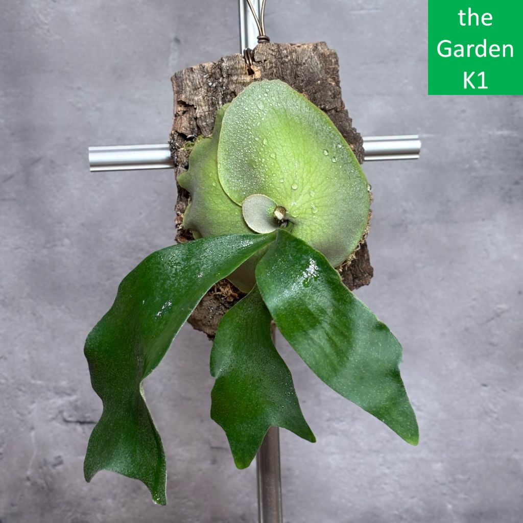 ✨未使用品✨LOEWE ロエベ ヘリテージ L字ファスナー 長財布 レザー