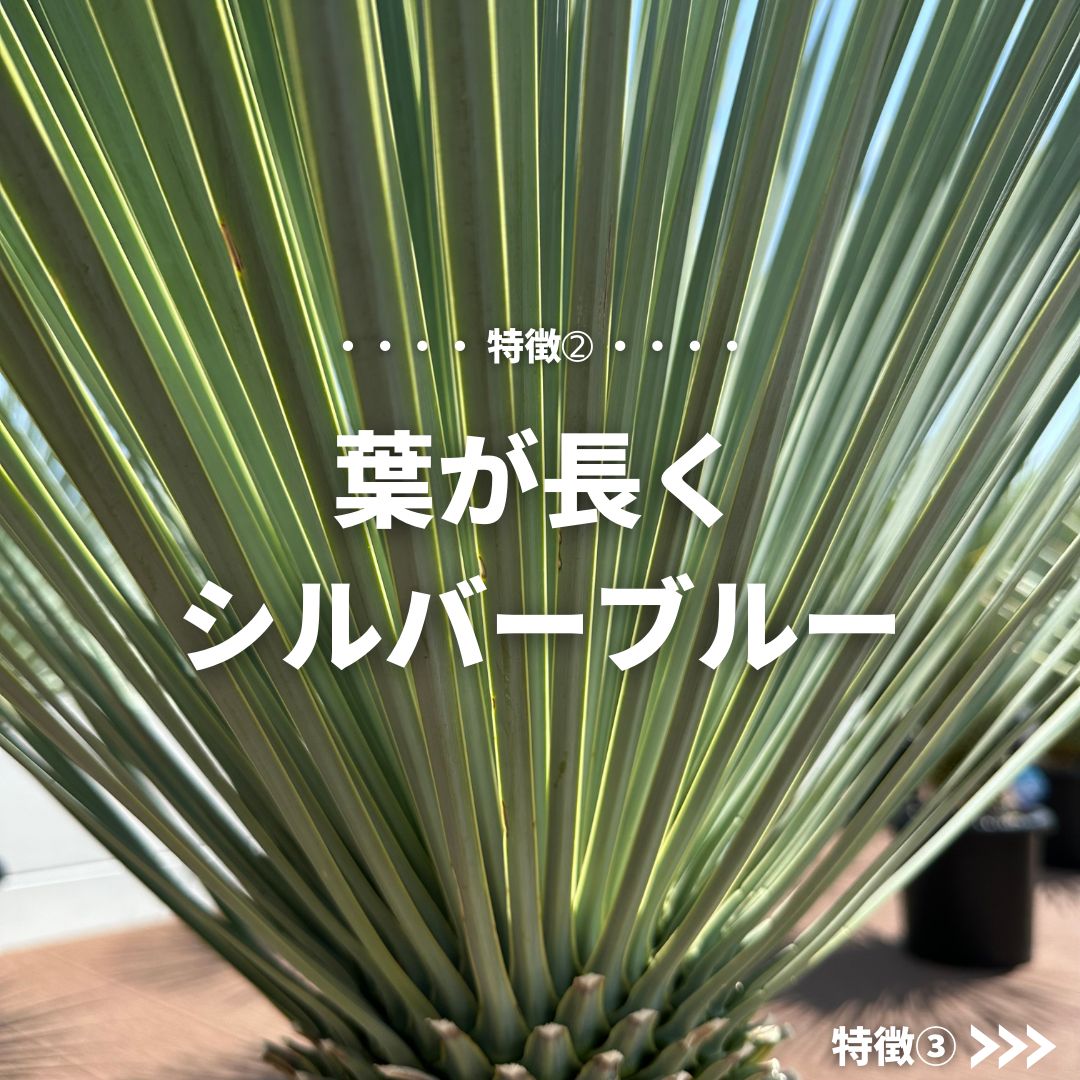 現品/発根済】ユッカ ロストラータ『ブルーサンダー』 