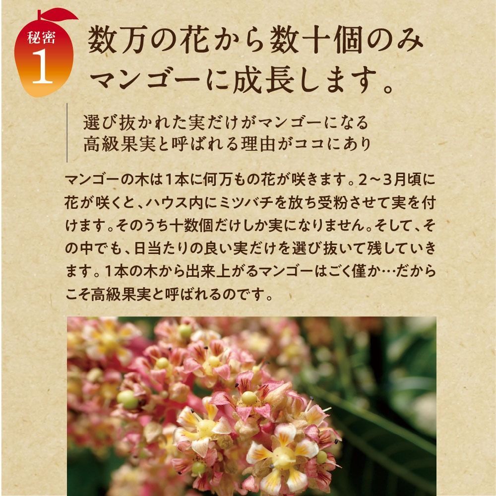 マンゴー わけあり