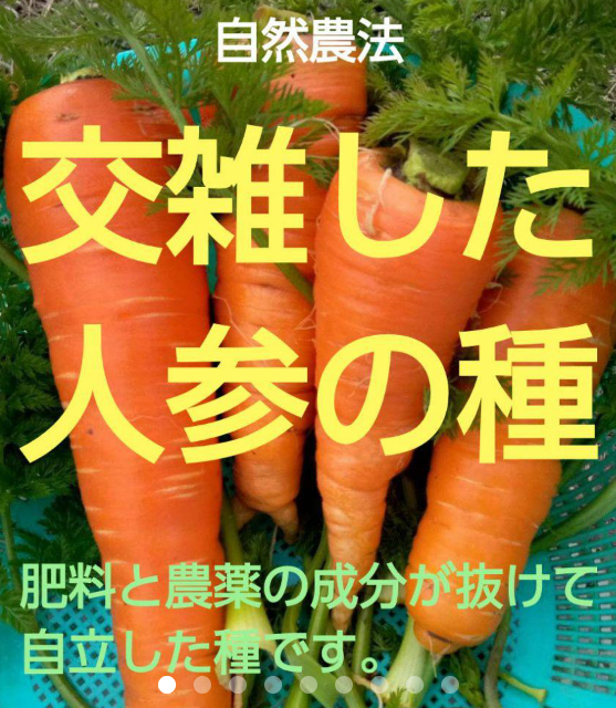 待望☆】 人参の種 向陽二号 ペレット2千粒 野菜の種