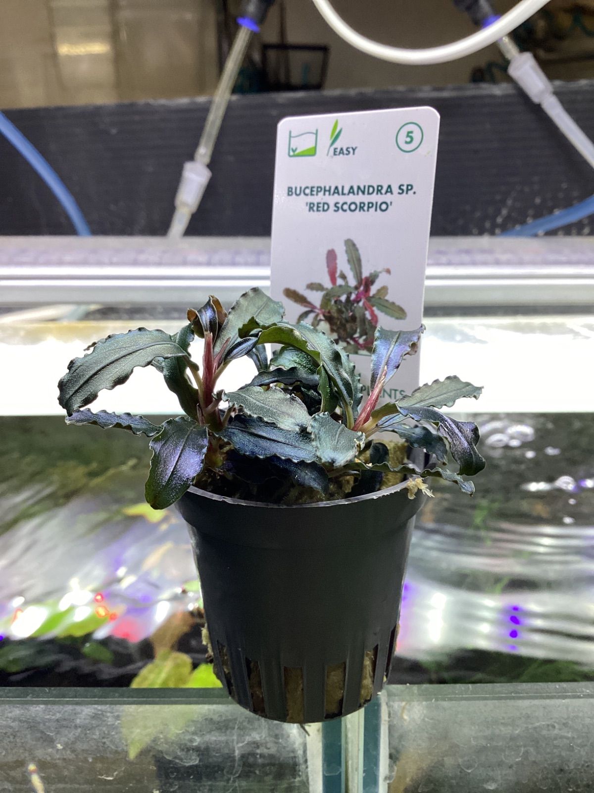 ブセファランドラsp.レッドスコーピオ デナリー Bucephalandra sp. RED SCOPIO STEELWINDOWSANDDOORS_COM