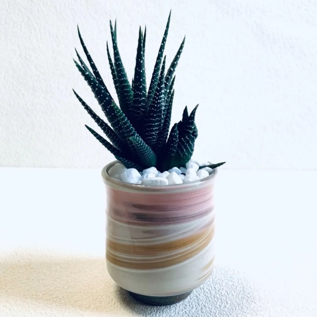 保障できる 新品 未使用 ハイドロカルチャー ハオルチア 十二の巻 子株付 多肉植物 小石原焼 陶器 植物 植物 観葉植物 Lavacanegra Com Mx Lavacanegra Com Mx
