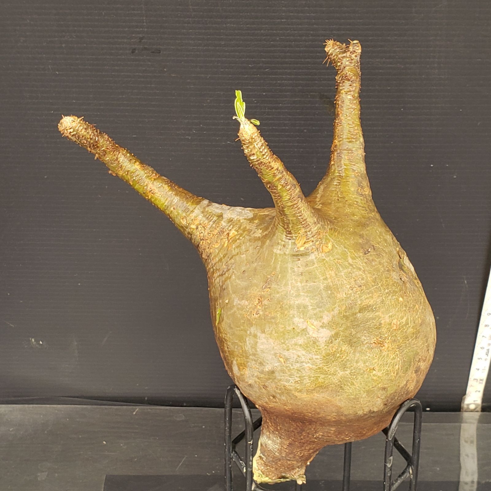 N489【最新到着】Pachypodium グラキリス（M）（現地球・抜き苗