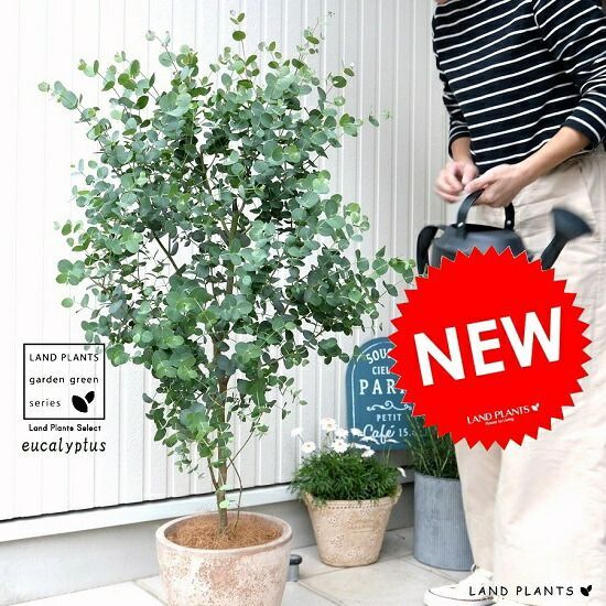 ユーカリ ポポラス ポリアンセモス テラコッタ鉢植え 苗 苗木 大苗