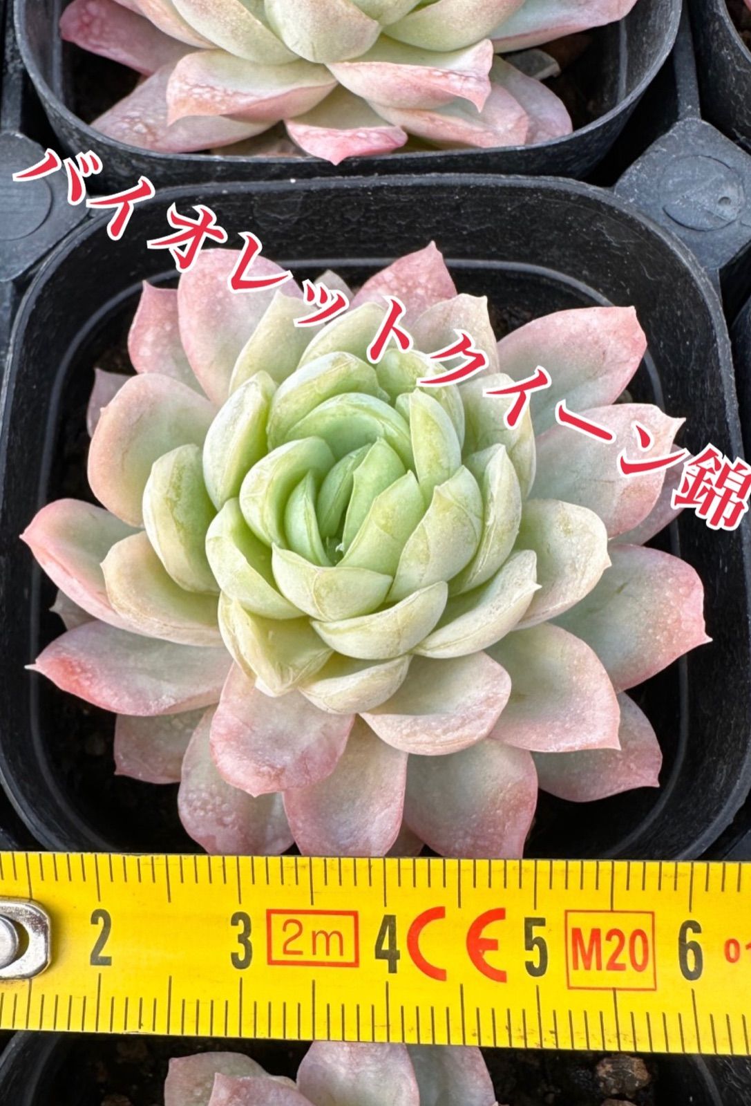 Echeveria 'Violet Queen'錦 多肉植物