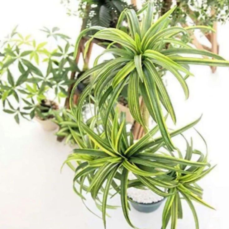 光触媒 人工観葉植物 人工観葉植物 フェイクグリーン ドラセナ