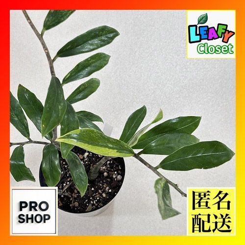 観葉植物　ザミオクルカス ザミフォリア バリエガータ(斑入り) 5号 個体A　インテリア オシャレ カワイイ 可愛い 室内