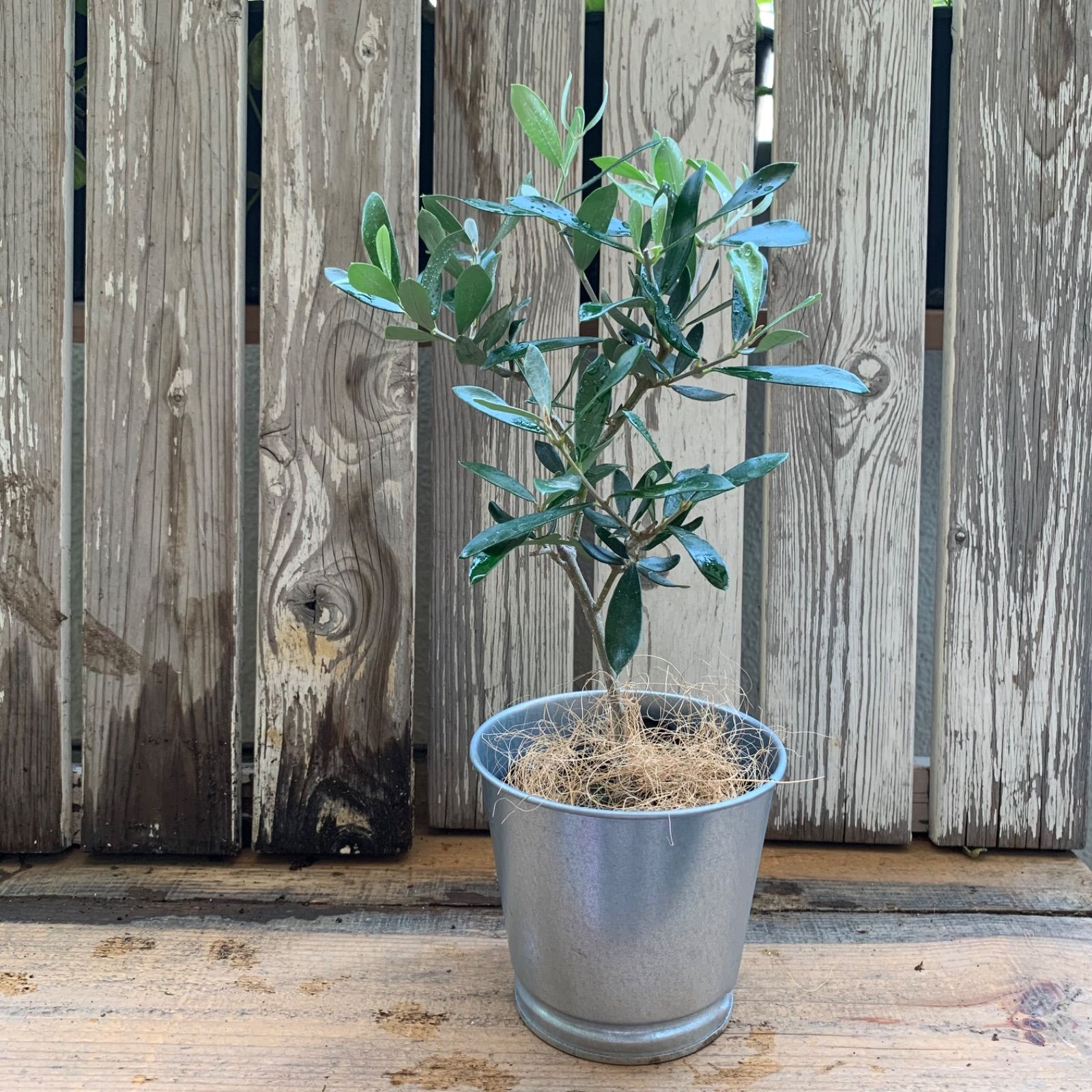 オリーブ アルベキナ 1本