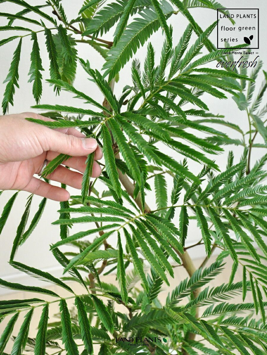 鉢植え